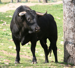 Toros e investigación
