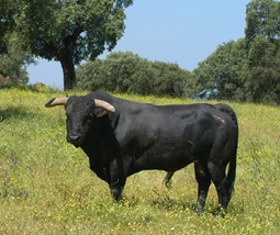 Toros y legislación