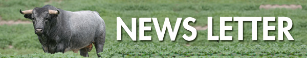 Cabecera de los News Letter