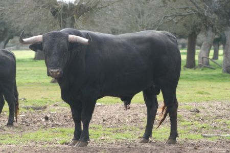 ATANAS2.jpg