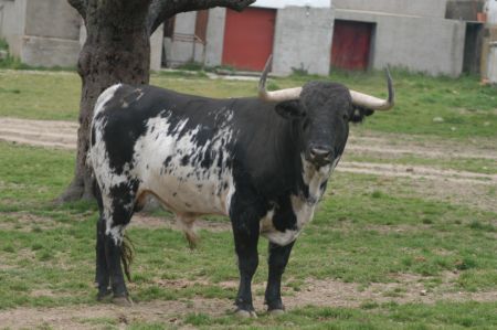 ATANAS9.JPG