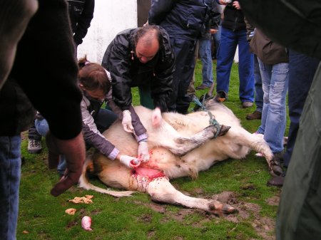 Curso_Patologia_castracixn.jpg