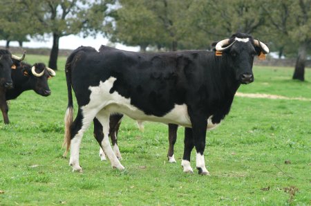 Vega_villar3.jpg Vega_villar3.jpg