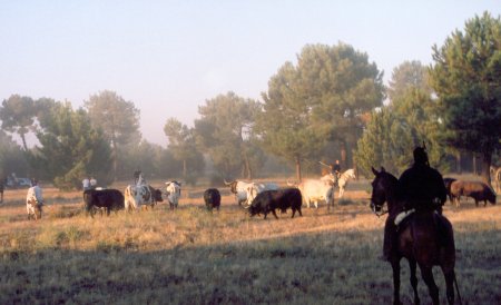 cuellar_04.jpg