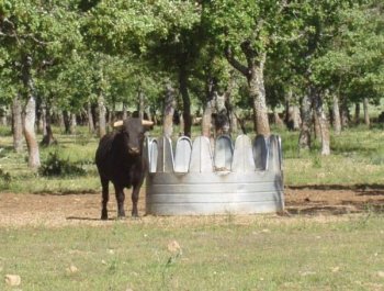 instalaciones_toros_25.jpg