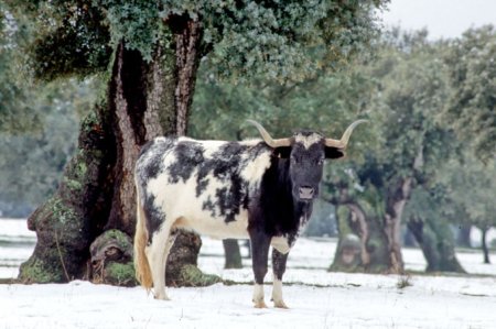 nieve_sanchez_cobaleda.jpg