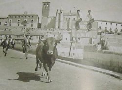 RAICES_TOROS_IMAGEN