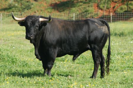 toroatanas2
